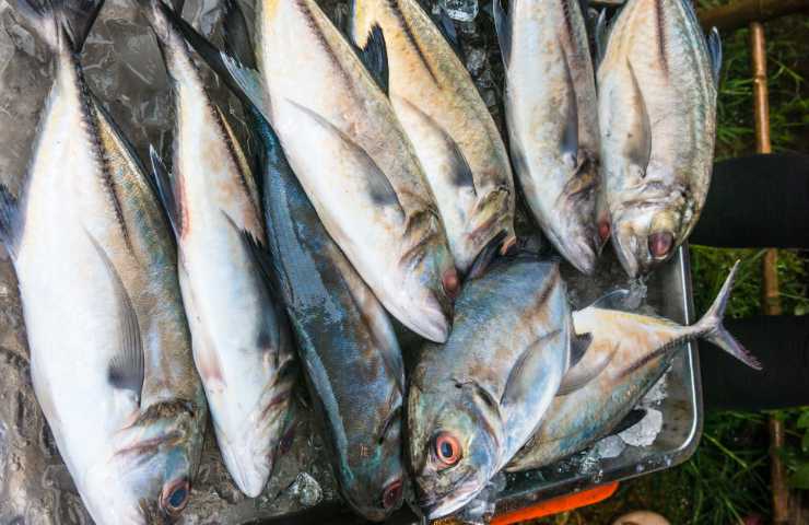 Esemplari di tonno in pescheria