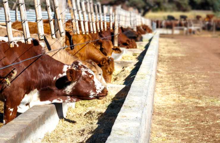 Allevamento di bovini di grande dimensione