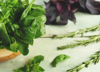 Salvia e rosmarino a cosa serve - RicettaSprint