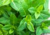 Foglie di menta freschissima