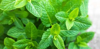 Foglie di menta freschissima
