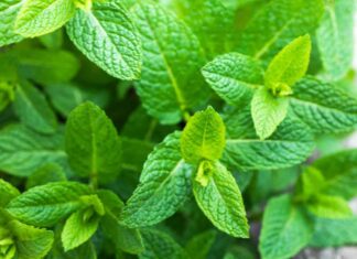 Foglie di menta freschissima