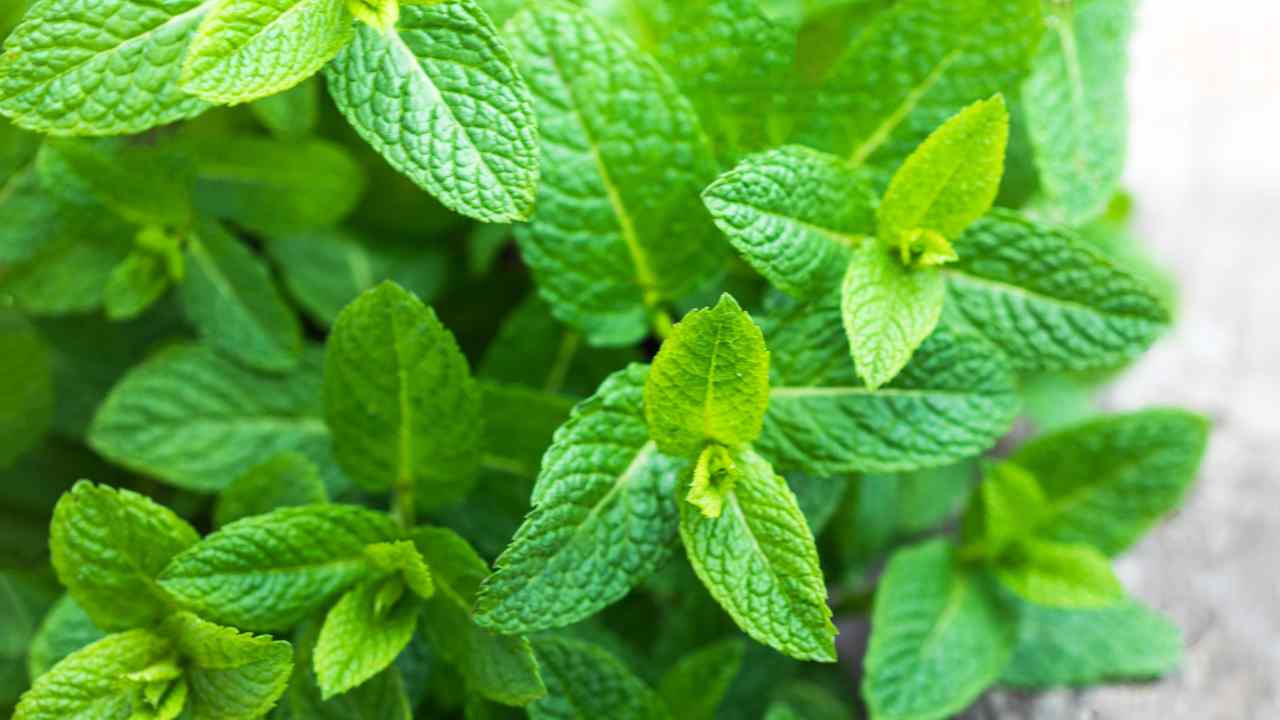 Foglie di menta freschissima