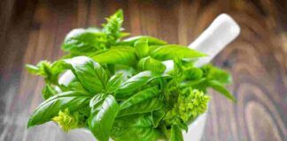concime basilico
