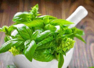 concime basilico