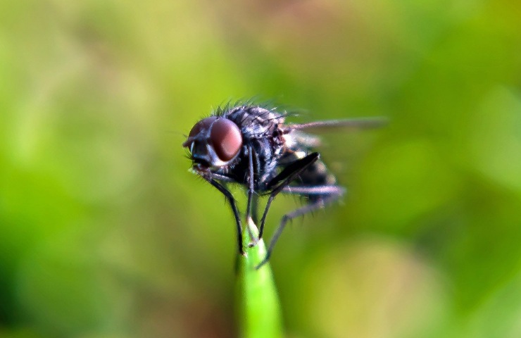 Una mosca posata