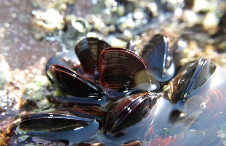 Delle cozze in primo piano