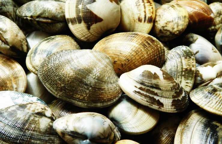 Delle vongole veraci
