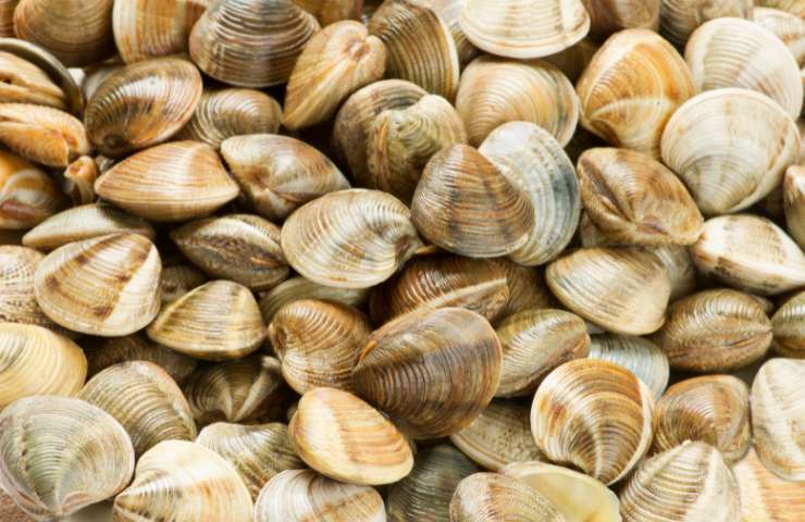 Vongole fresche e spurgate