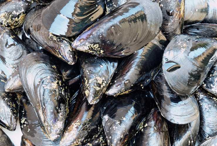 Conservare cozze nere ecco come fare - RicettaSprint
