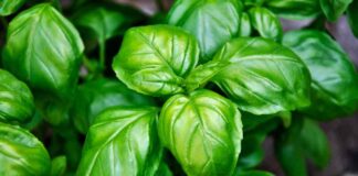 Conservare le foglie di basilico RicettaSprint
