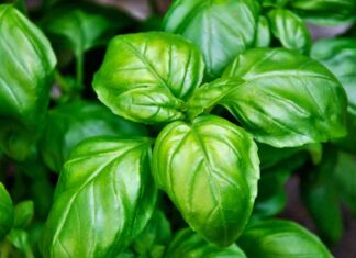 Conservare le foglie di basilico RicettaSprint