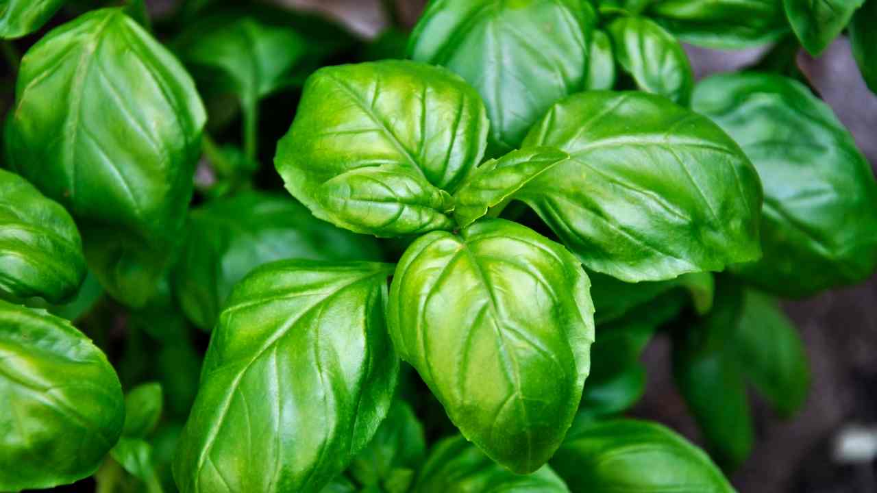 Conservare le foglie di basilico RicettaSprint