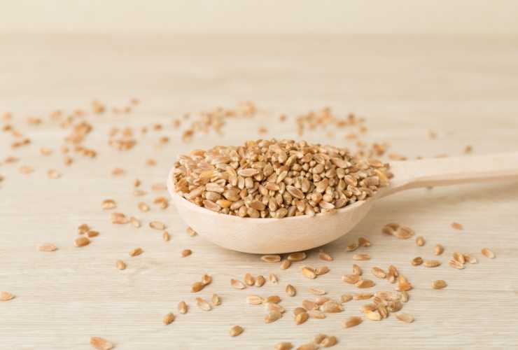 Insalata di farro - RicettaSprint