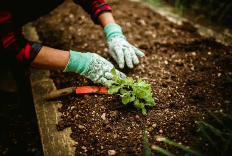 Fertilizzante naturale per orto - RicettaSprint