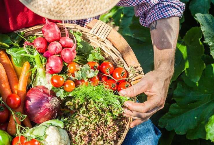 Fertilizzante naturale per orto - RicettaSprint