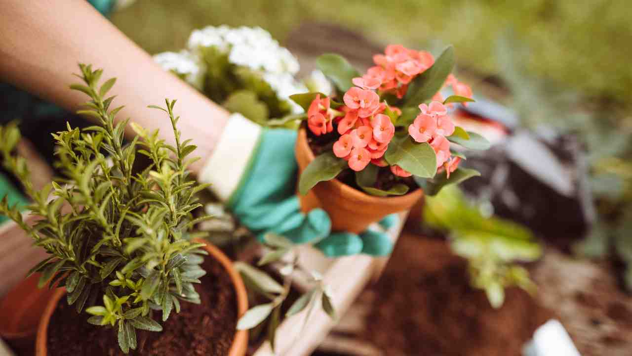 Fertilizzante naturale per orto - RicettaSprint