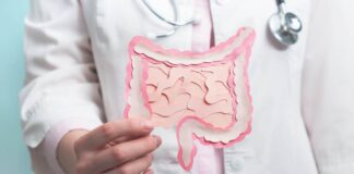 Un modello di intestino