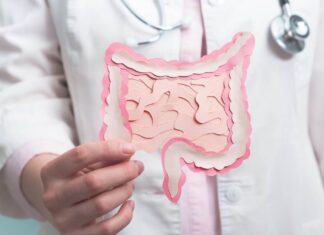 Un modello di intestino
