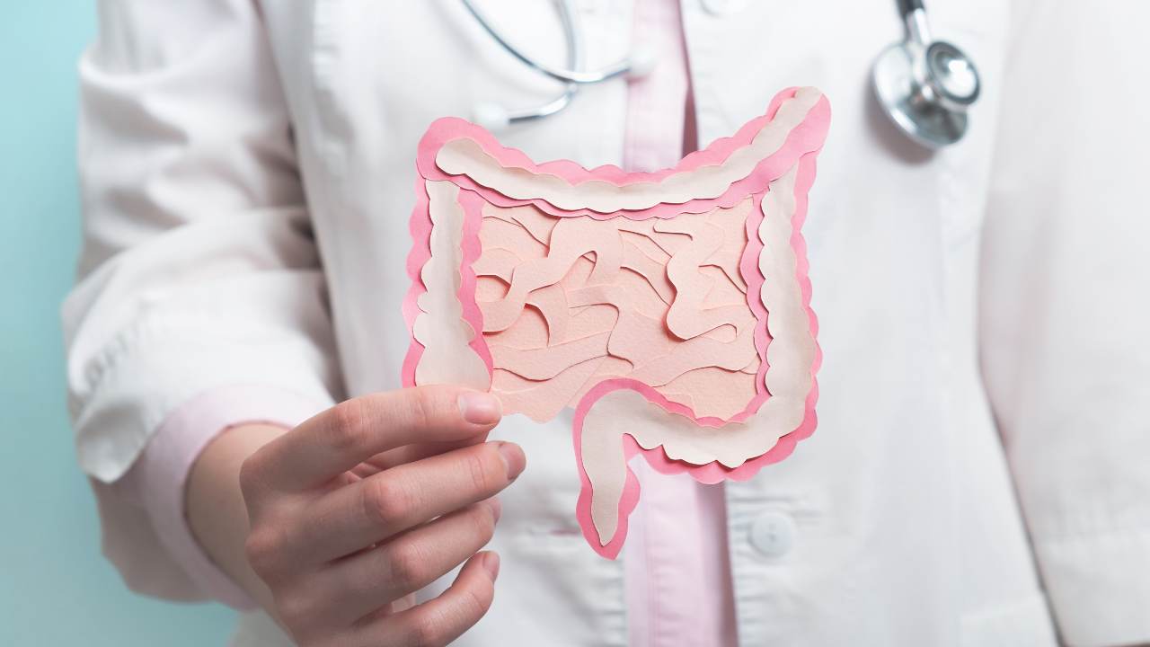 Un modello di intestino
