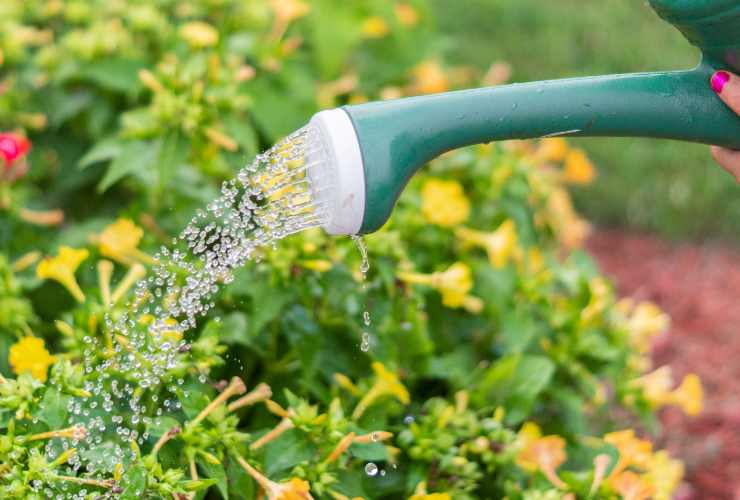 Innaffiare le piante con l'acqua di scarico del condizionatore RicettaSprint