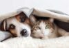 Un cane ed un gatto domestici
