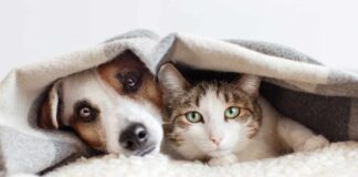 Un cane ed un gatto domestici