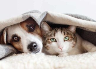 Un cane ed un gatto domestici