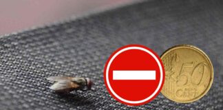 Una mosca in casa