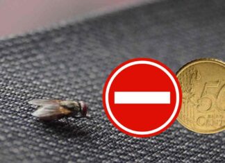 Una mosca in casa