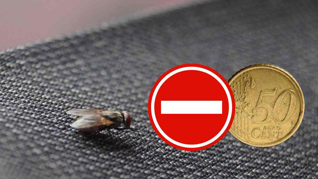 Una mosca in casa