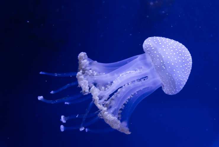 Morso di medusa rimedi naturali - RicettaSprint