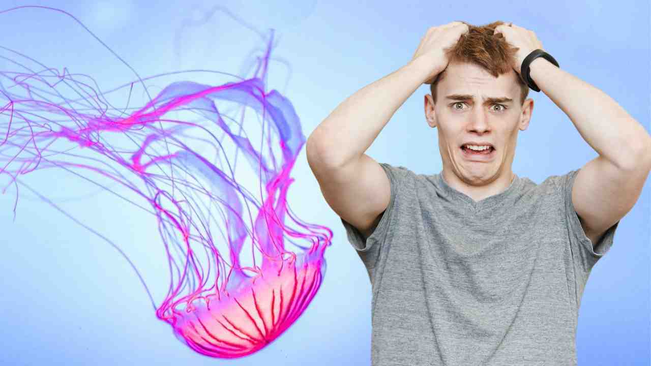 Morso di medusa rimedi naturali - RicettaSprint