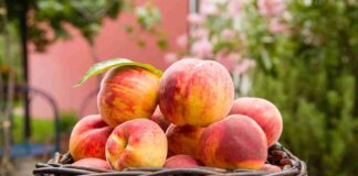 Pesche come vanno conservate - RicettaSprint