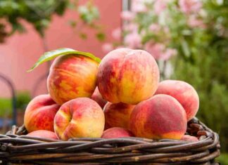Pesche come vanno conservate - RicettaSprint