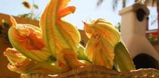 Pesto di fiori di zucca RicettaSprint