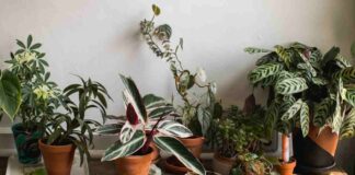 Diversi tipi di piante in casa
