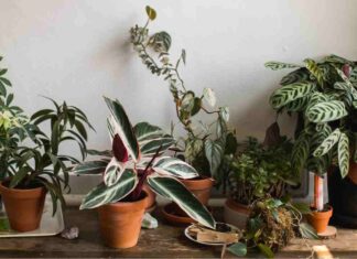 Diversi tipi di piante in casa