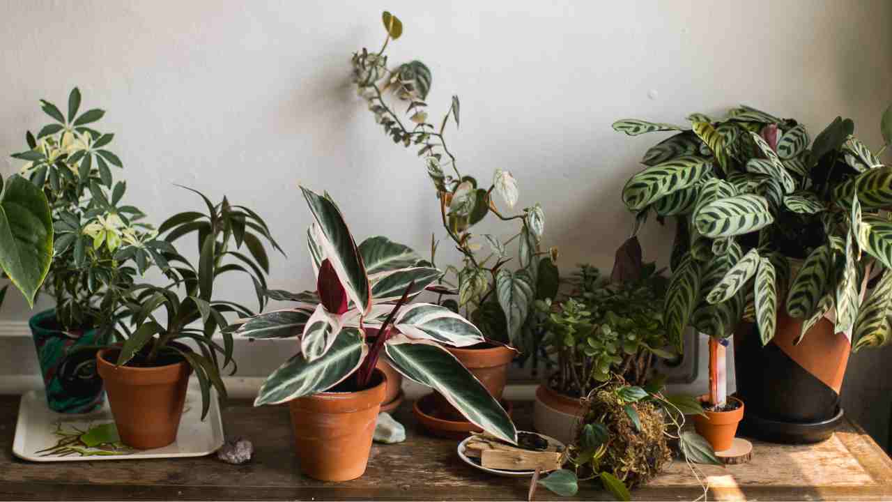 Diversi tipi di piante in casa