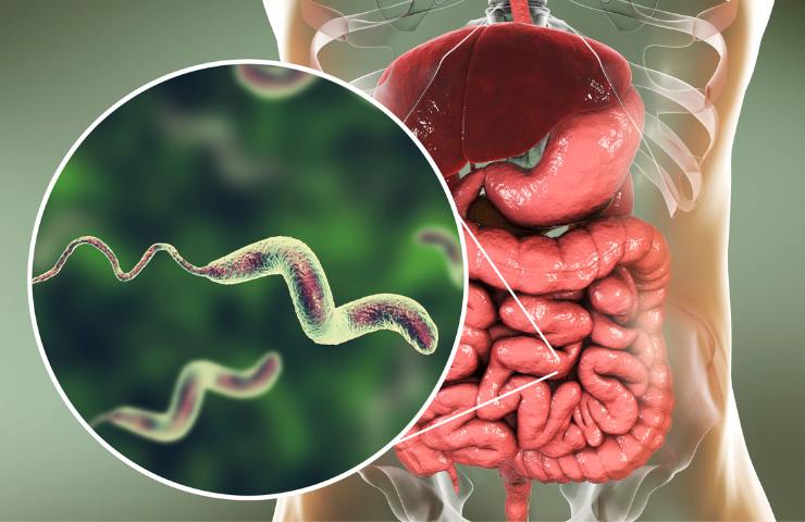 Una rappresentazione di virus intestinale
