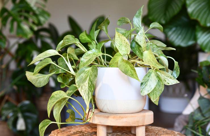 Una epipremnum aureum o pothos