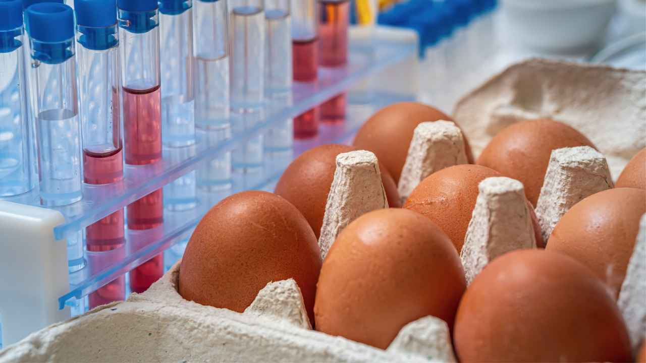 Delle uova in laboratorio