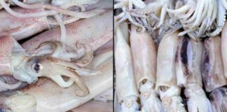 Dei calamari e dei totani