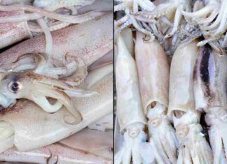 Dei calamari e dei totani