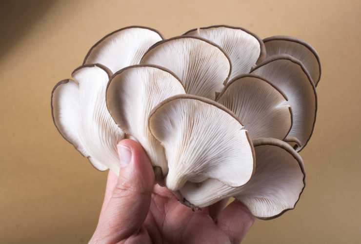 Cotolette di funghi - RicettaSprint