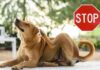Eliminare pulci cane - Ricettasprint.it