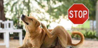 Eliminare pulci cane - Ricettasprint.it