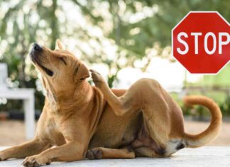 Eliminare pulci cane - Ricettasprint.it