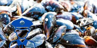Cozze fresche appena pescate