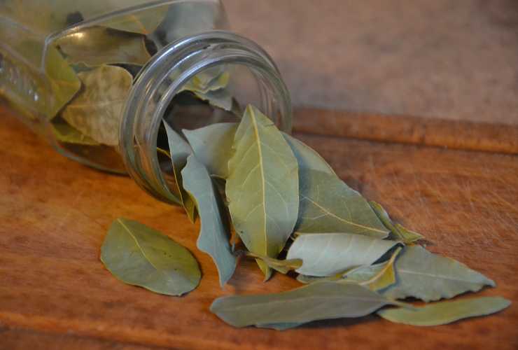 Tisana digestiva all'alloro - Ricettasprint.it